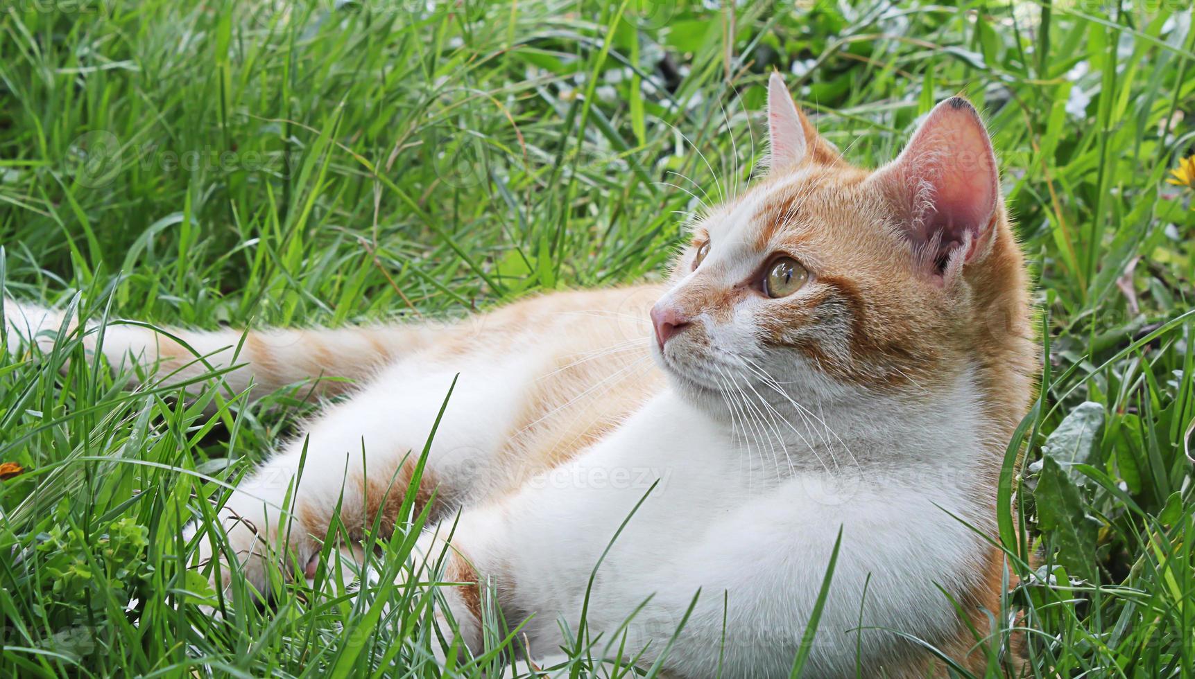 pequeño gato tranquilo foto