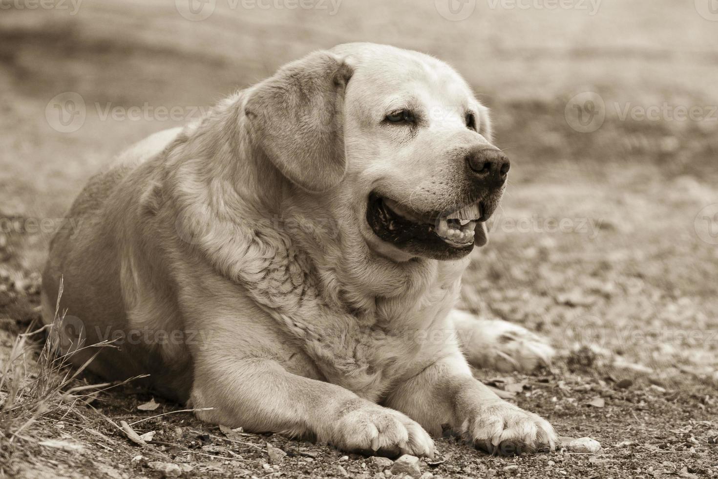 Smiling labrador dog photo