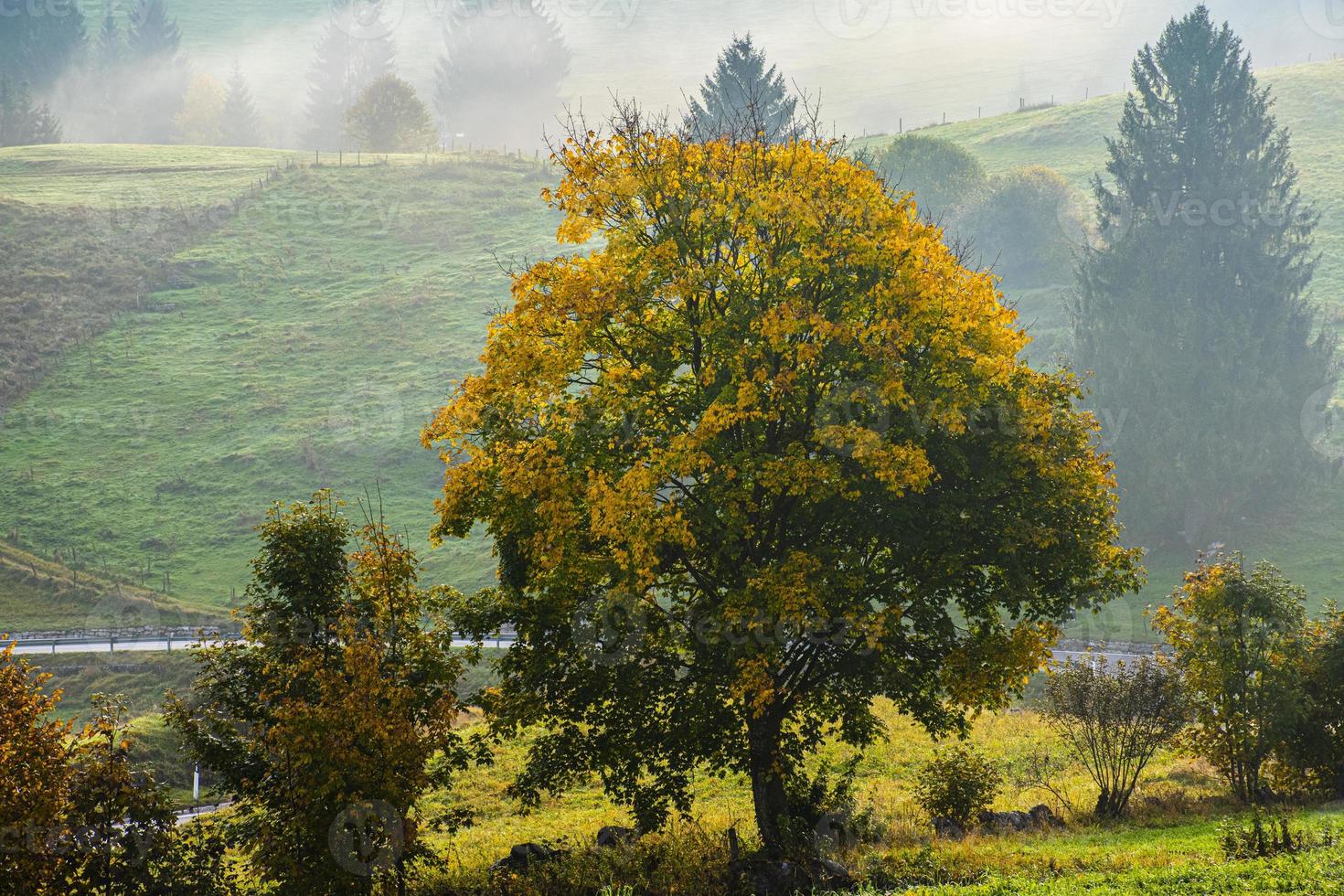 follaje verde y amarillo foto