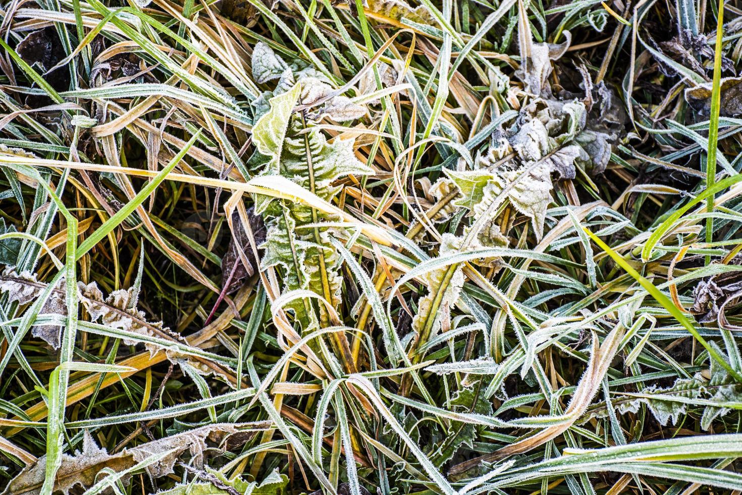 Frozen blades of grass photo