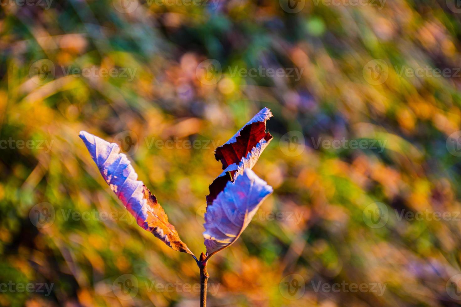 Dried leaves close-up photo