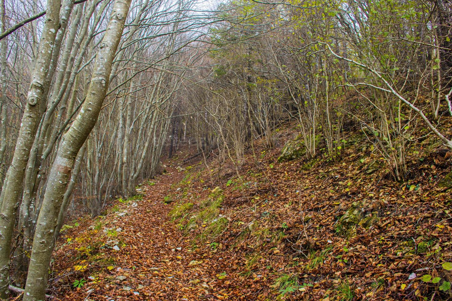 hojas de otoño en el suelo en el bosque foto