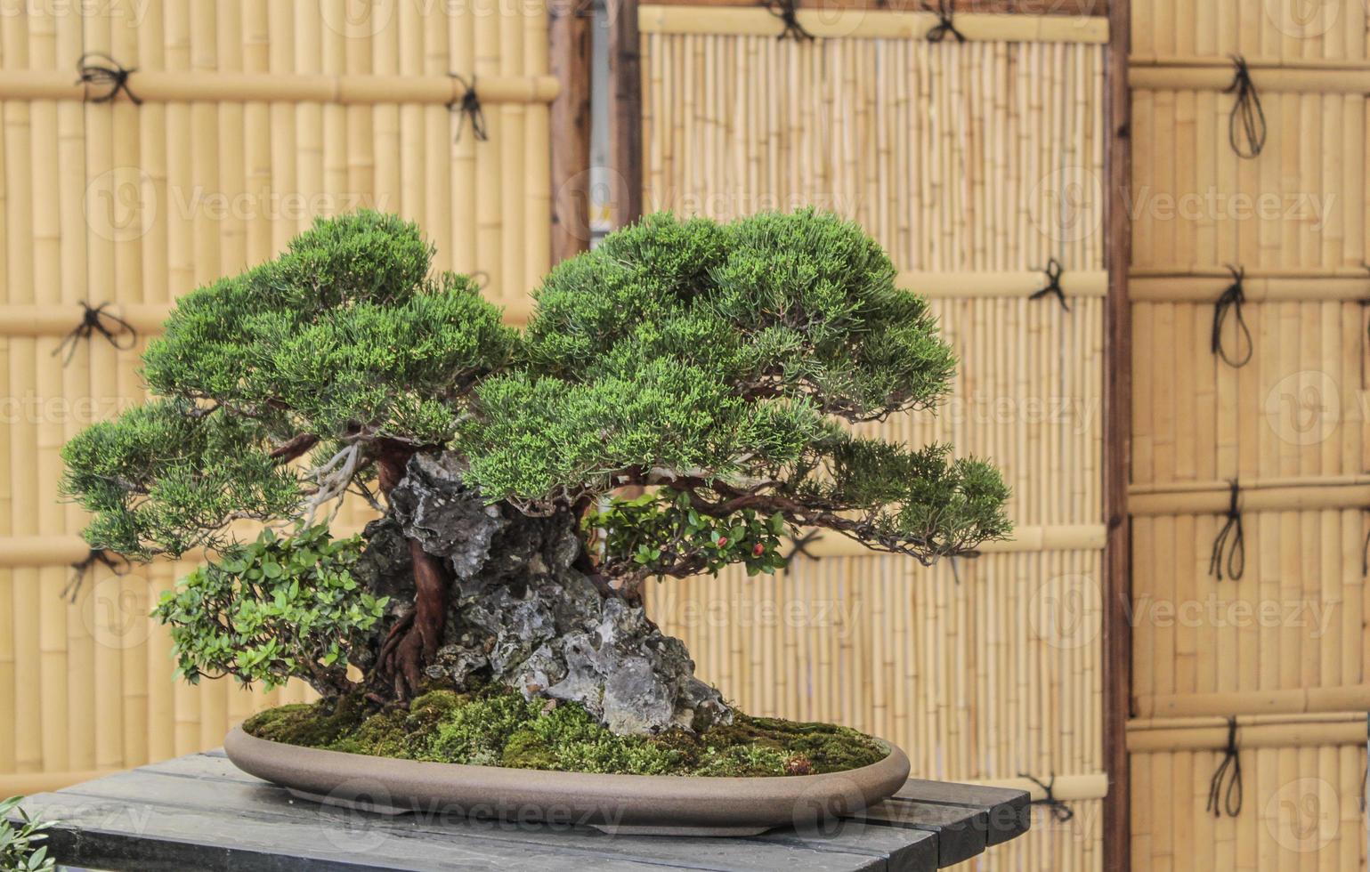 bonsai japonés foto