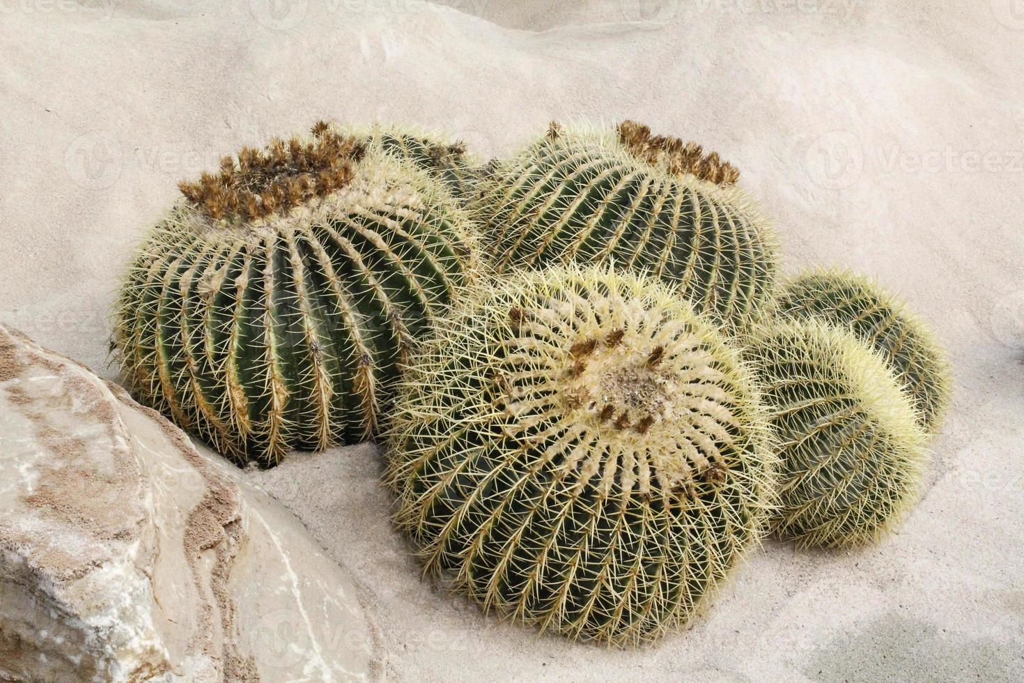 Cactus plant on sandy earth photo