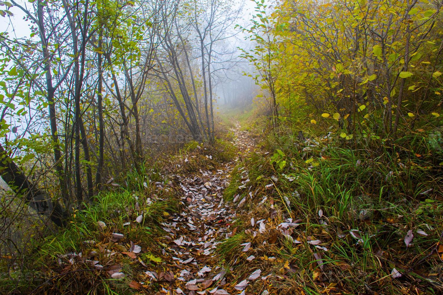 Path in autumn forest photo