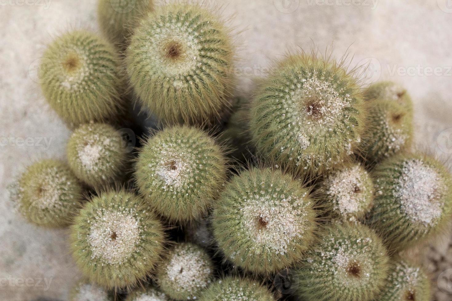 planta de cactus verde foto