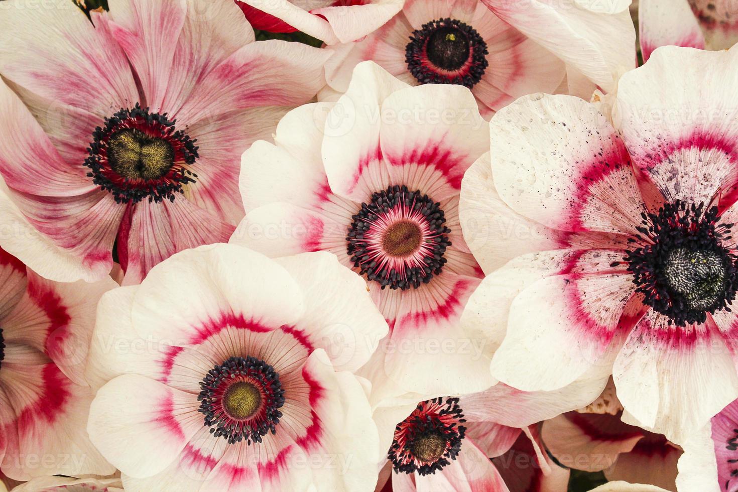 Pink elegant flower photo