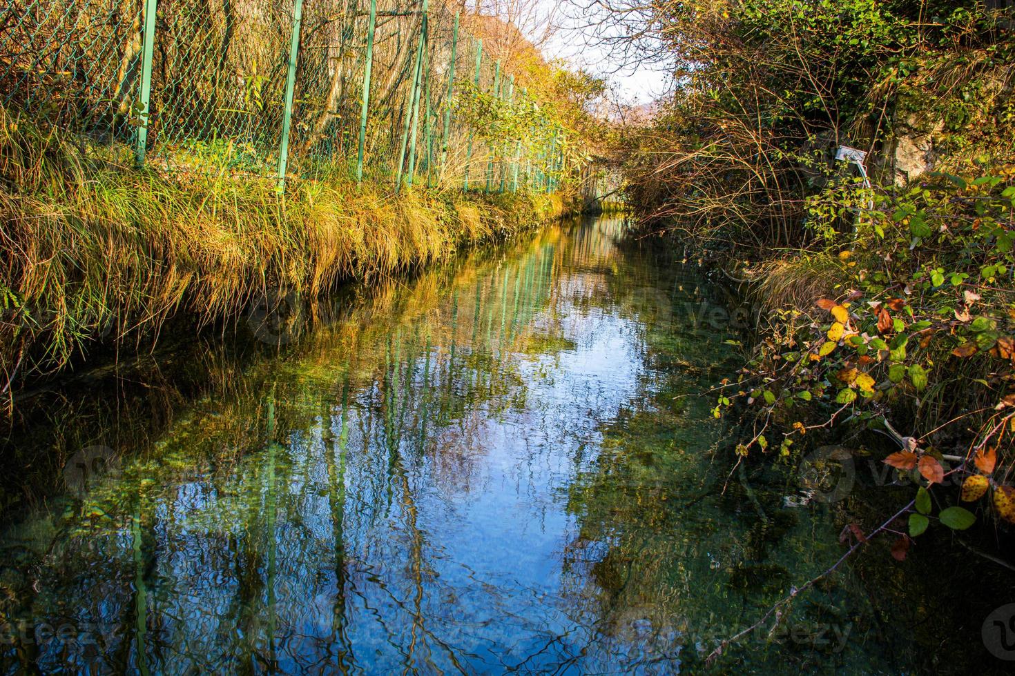 agua a través de árboles y pasto foto