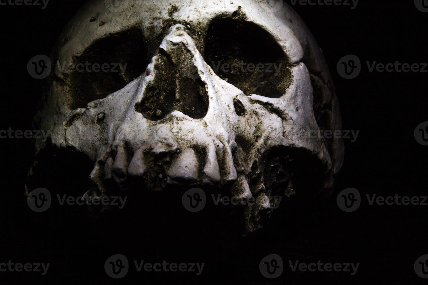 Skull on dark background photo