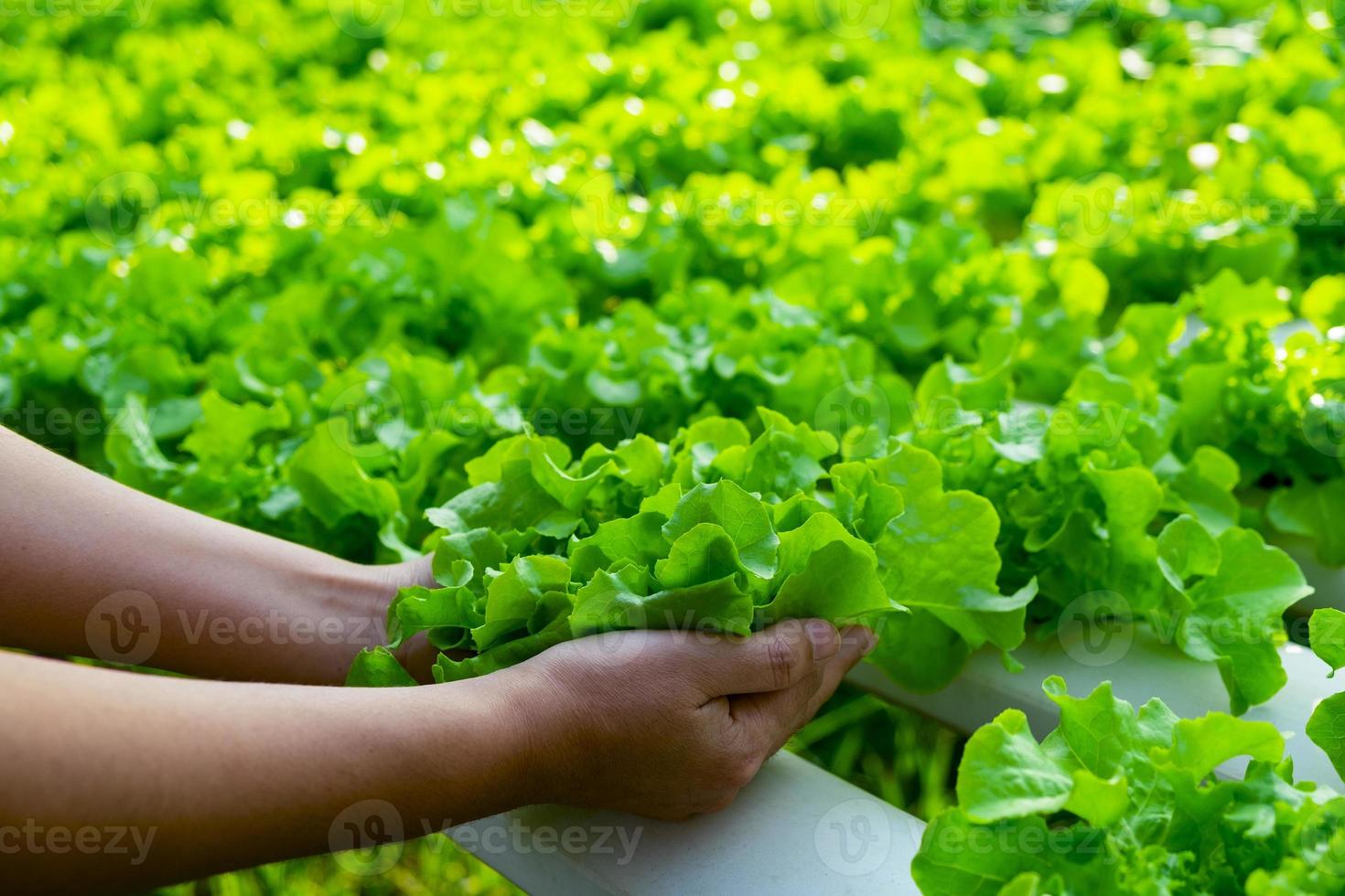 el granjero sostiene el roble verde vegetal foto