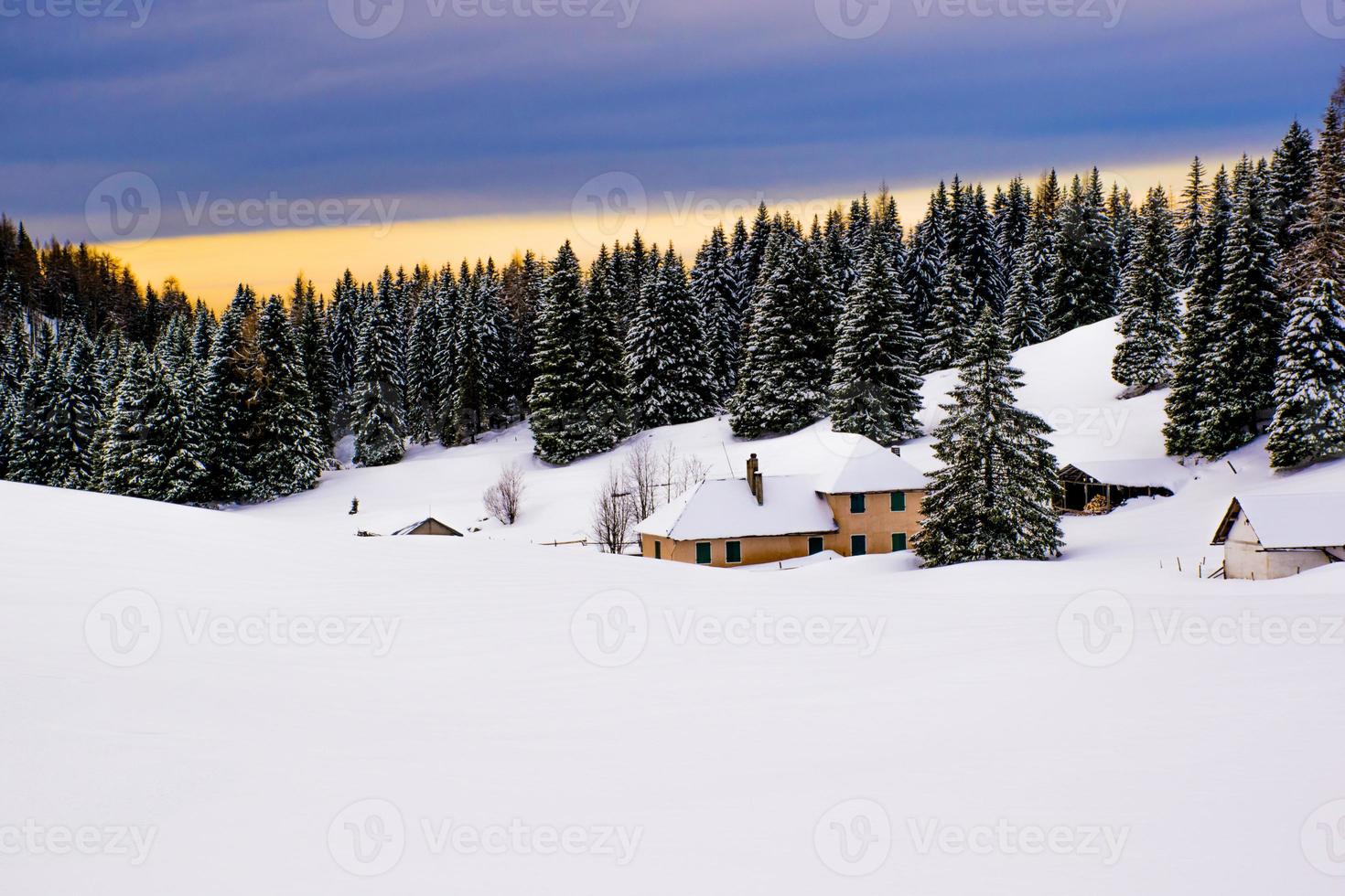 cabaña y paisaje de pinos nevados foto