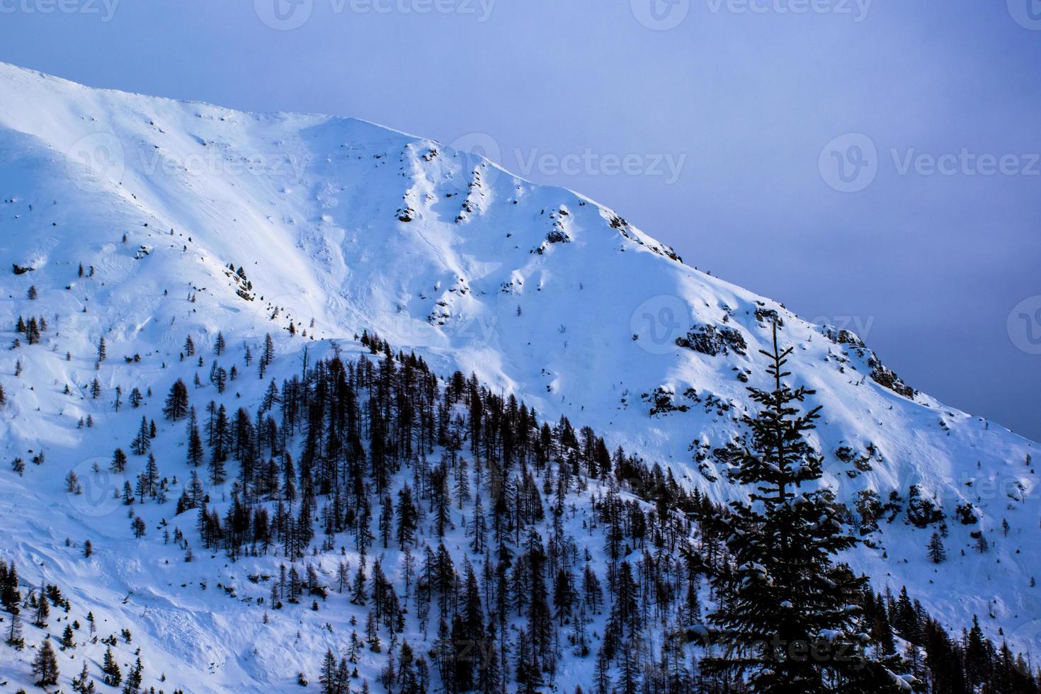 Snowy mountain and pines photo