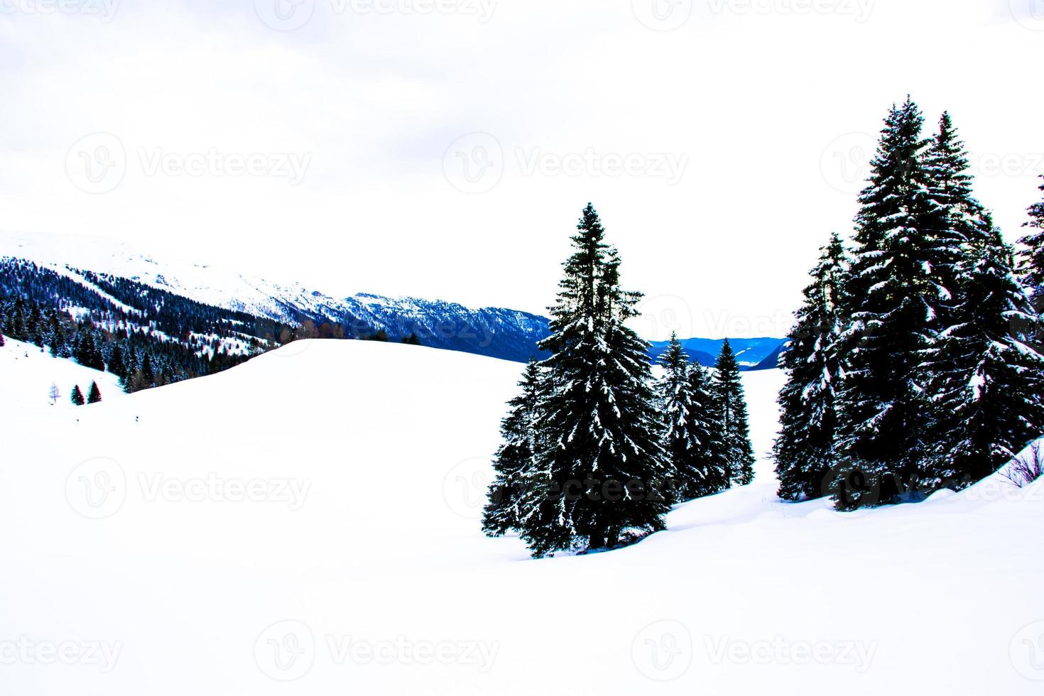 Pines and snow photo