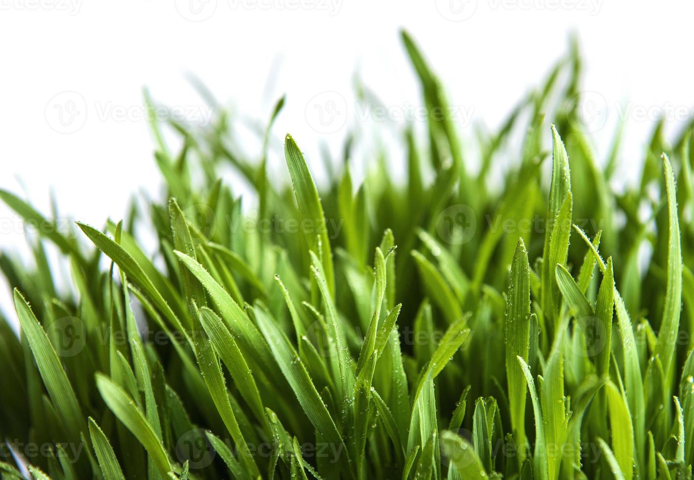 Green grass on green background photo