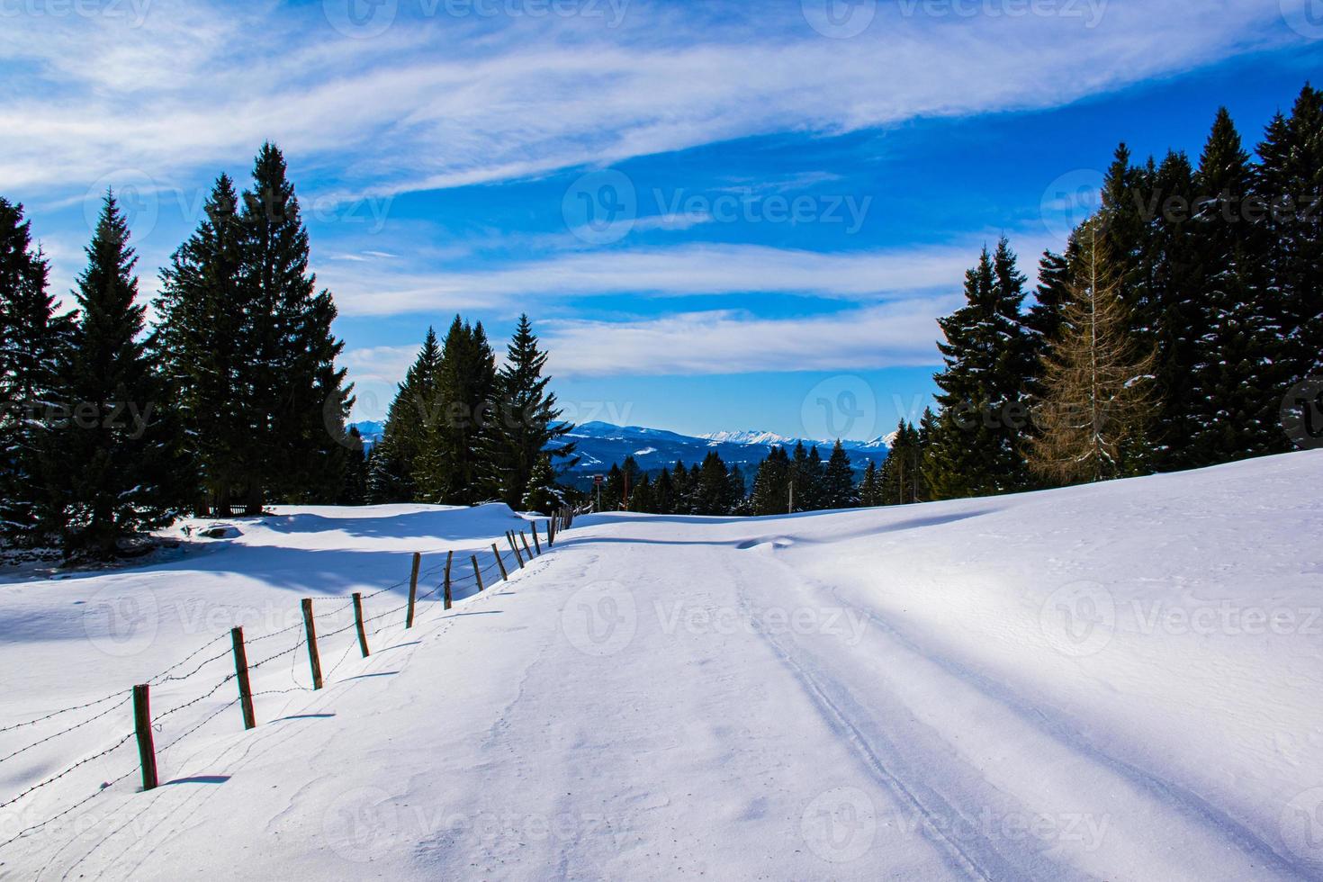 Pines and snow during the day photo