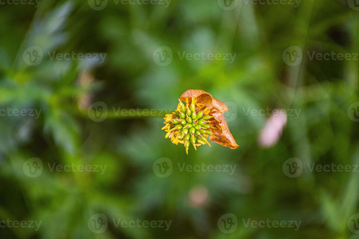 Flower with few petals left photo