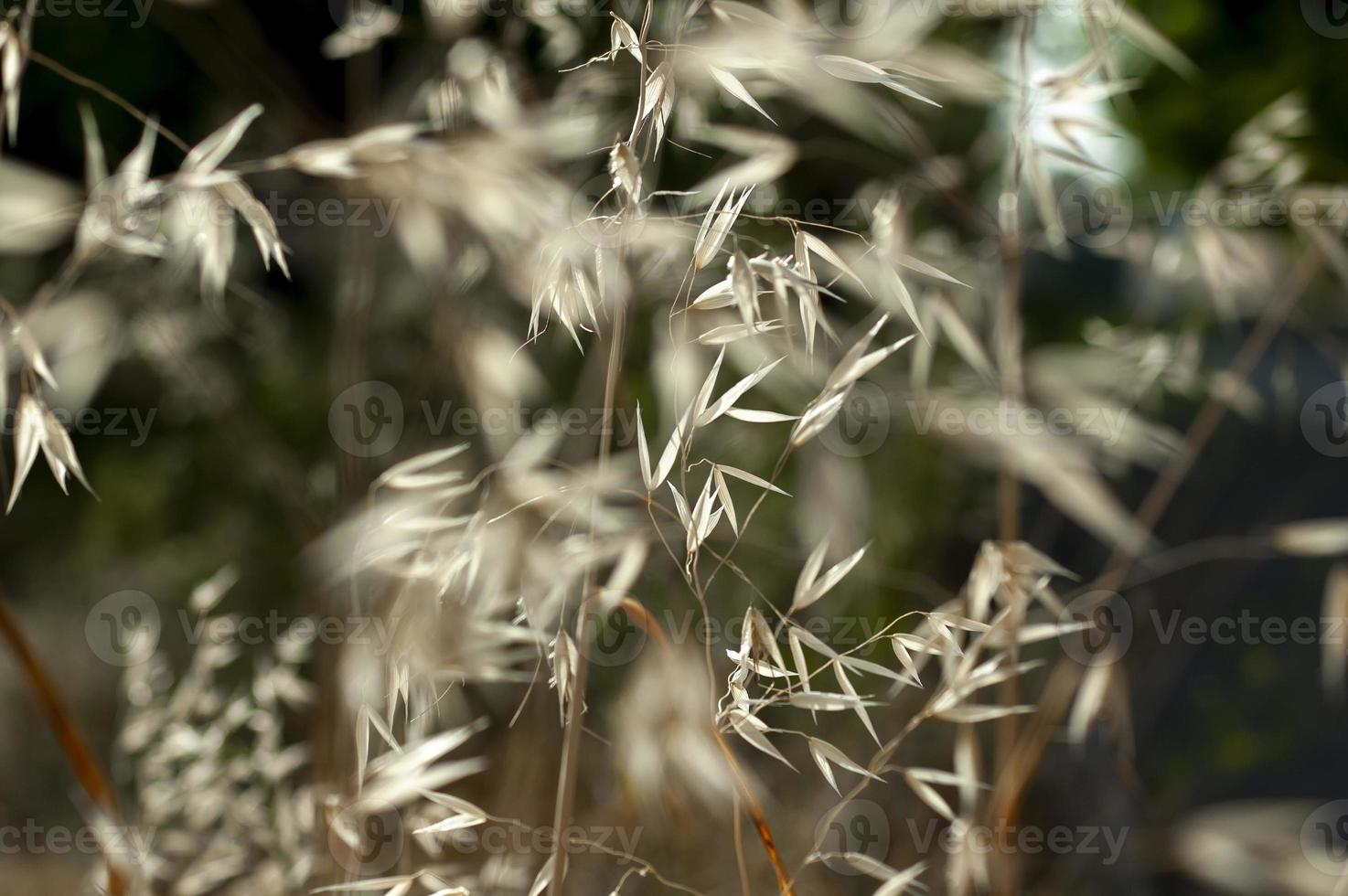 Beautiful calming dry grass background with seamless natural pattern photo