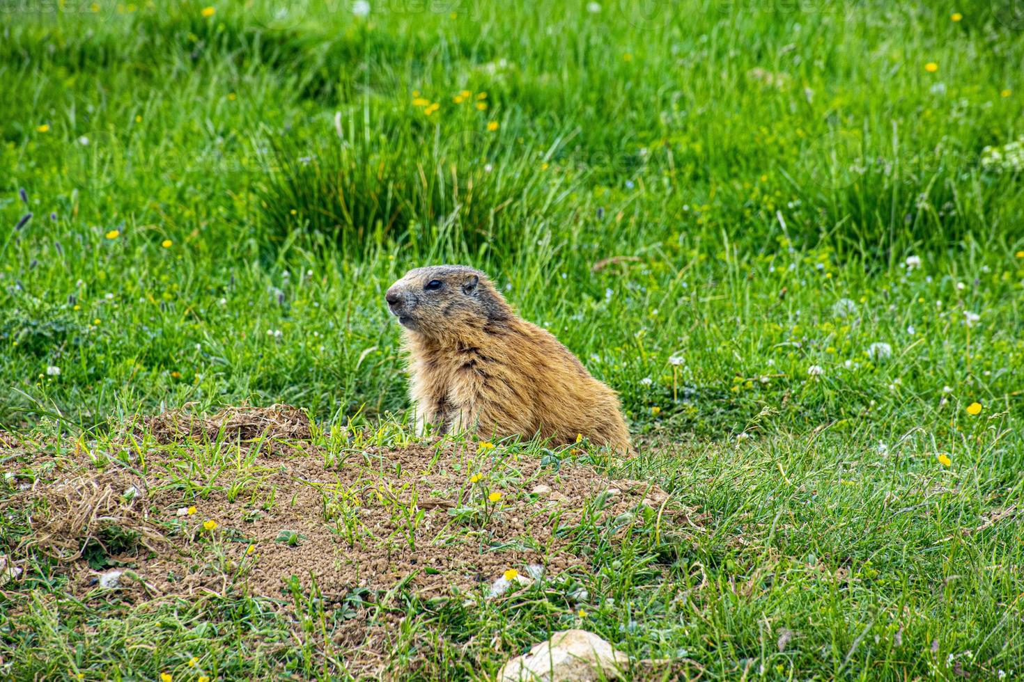 marmota en un campo foto