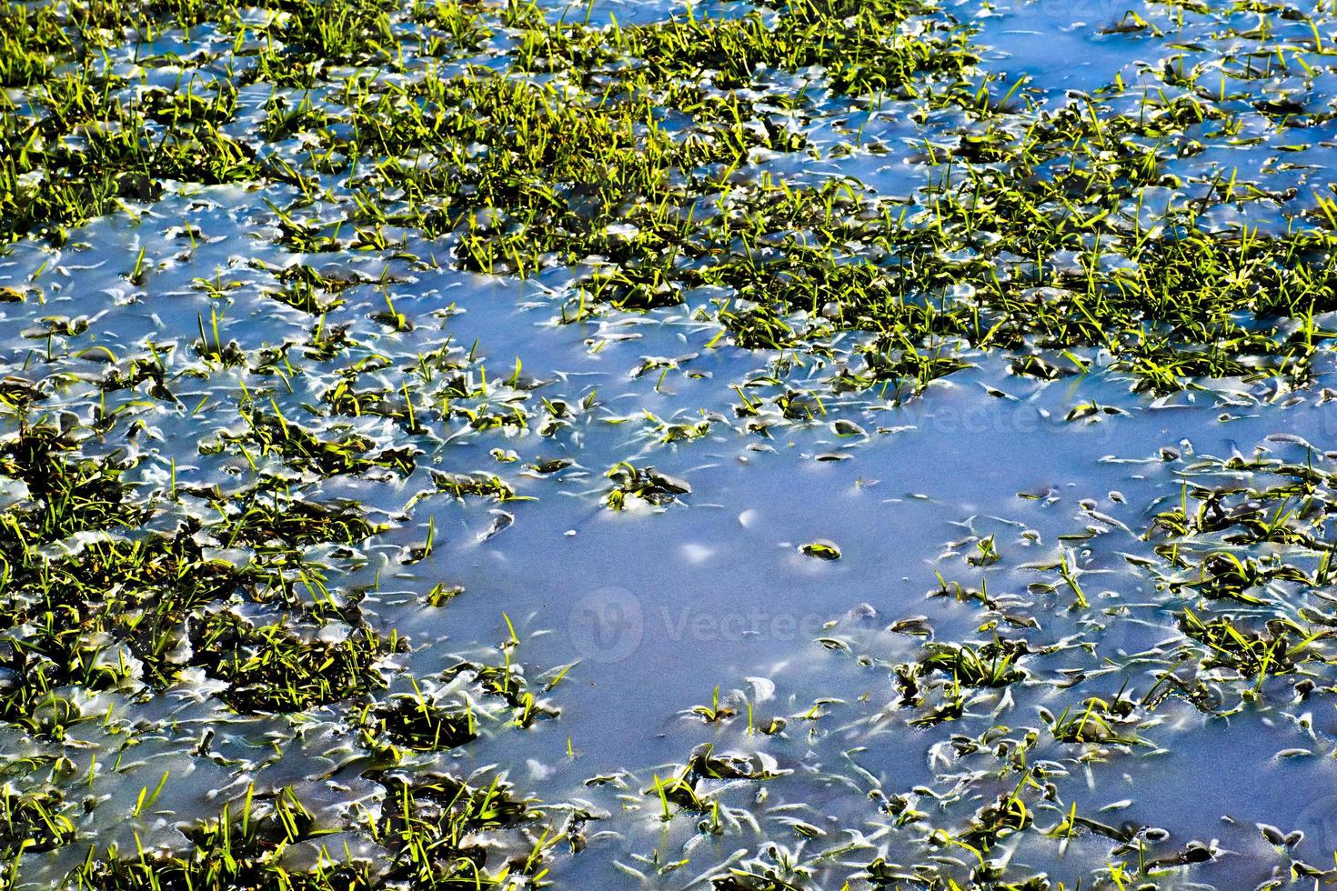 vegetación en el agua foto