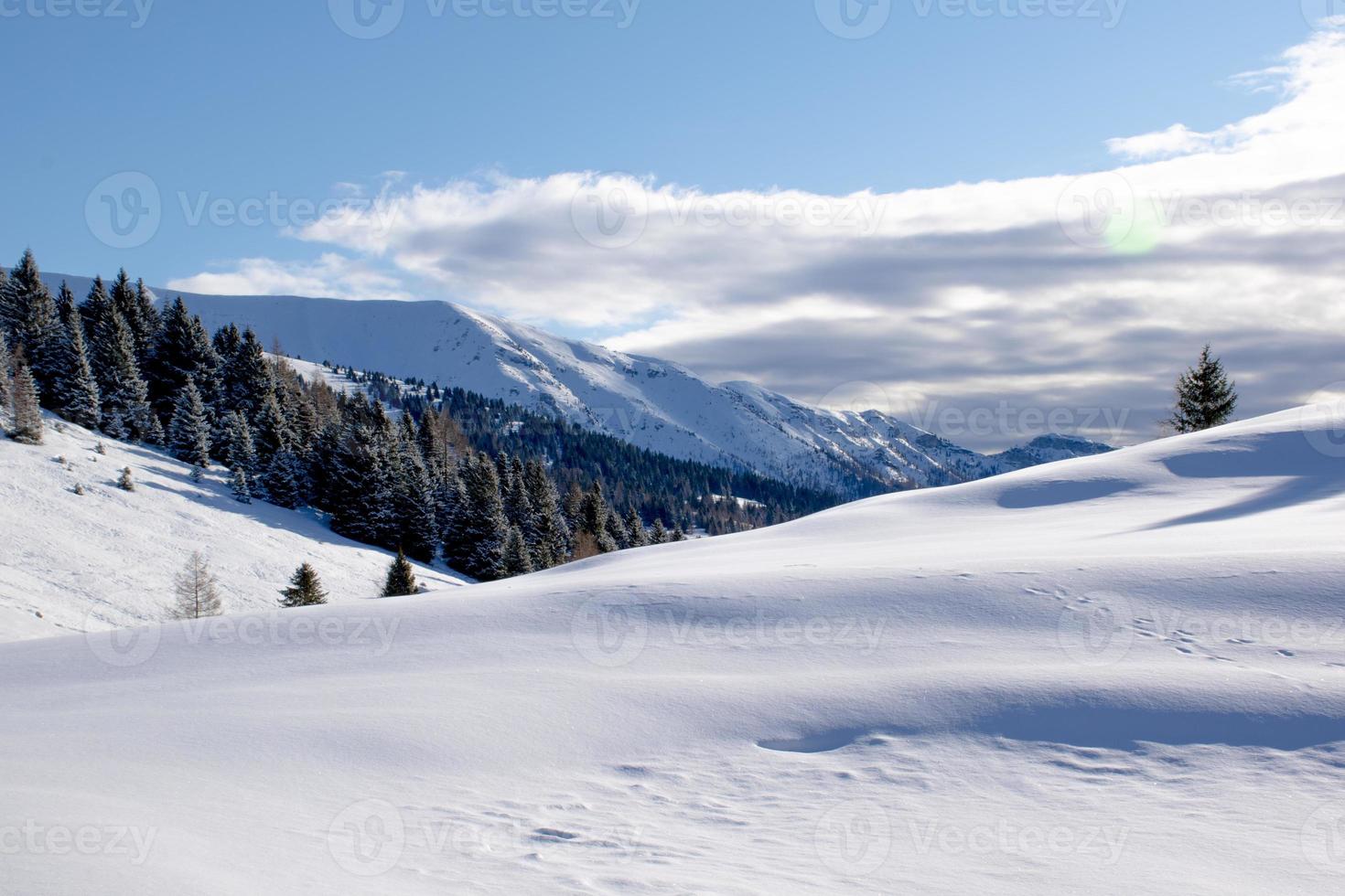 Snowy landscape with pine photo