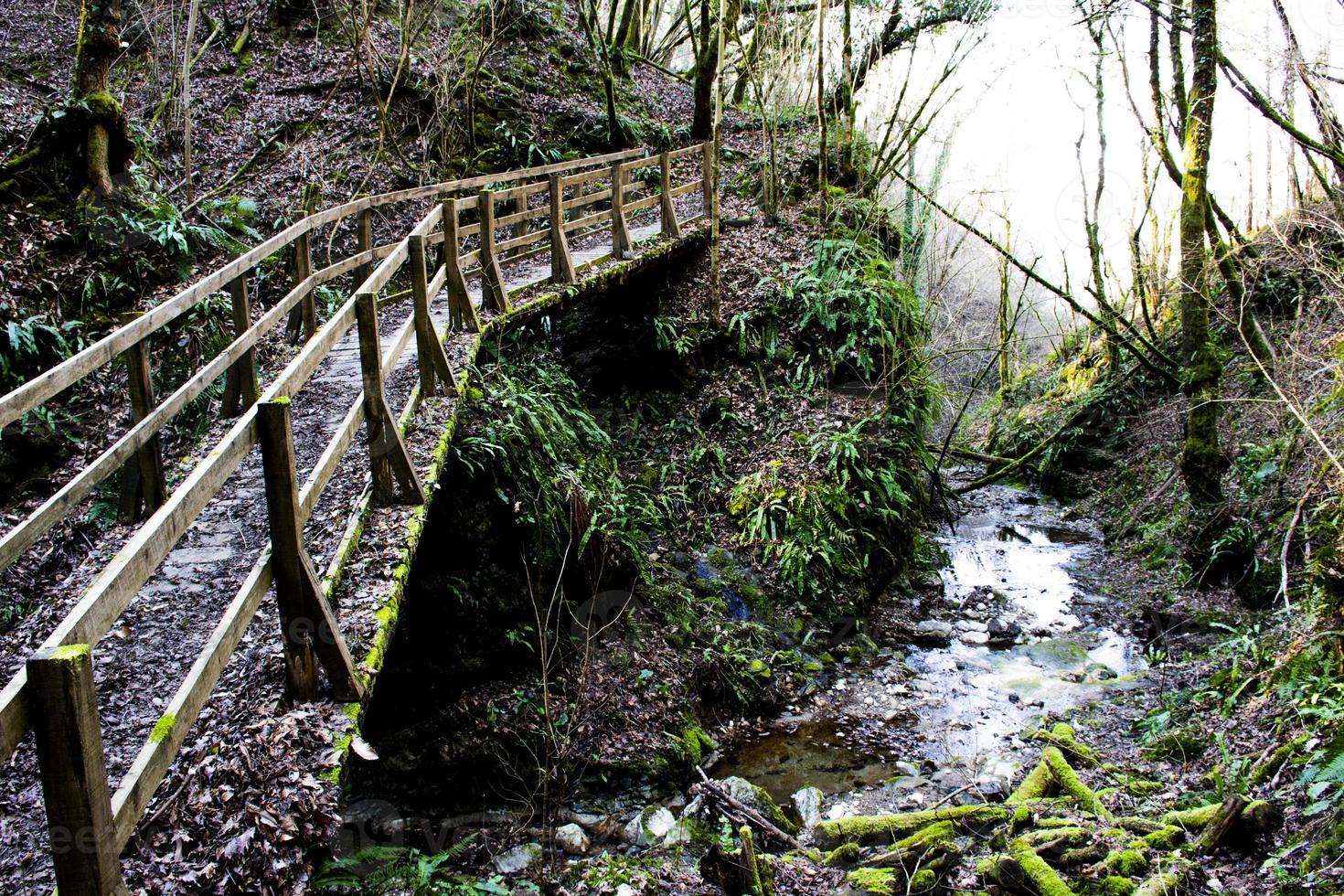 Wooden bridge in forest photo