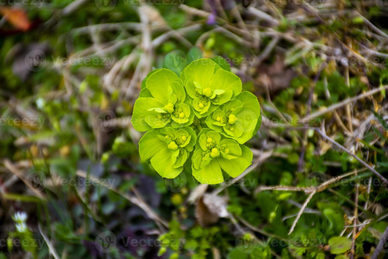 Green euphorbia close-up photo