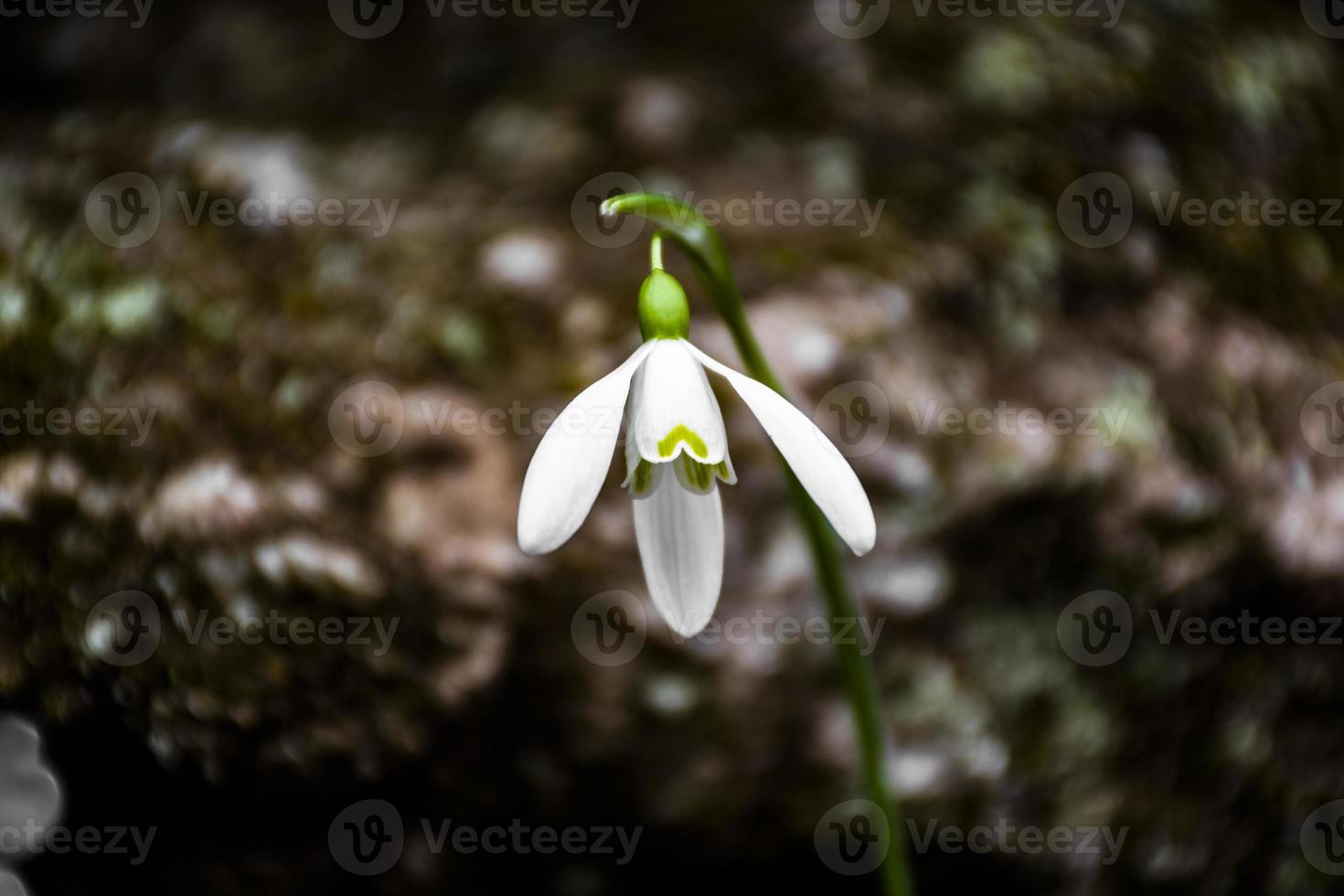 Snowdrop flower close-up photo