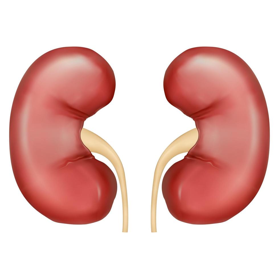 Vector realistic illustration of kidneys and urinary tract isolated on white background