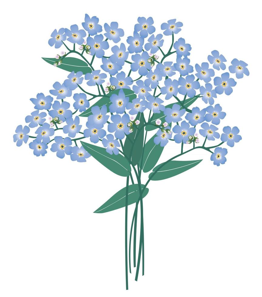 Blue flowers isolated over white background Floral summer bouquet Wild bluebell and forget menot flowers summer decor vector