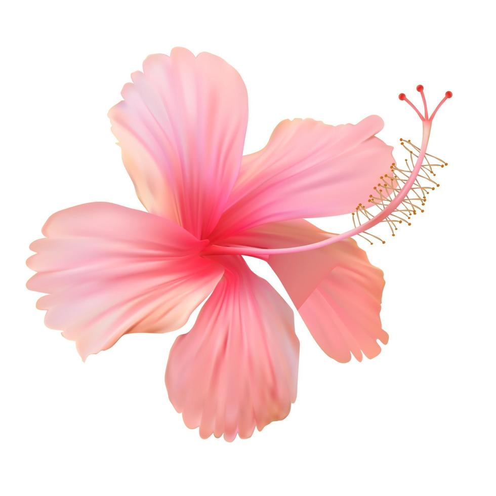 Pink hibiscus flower isolated on white background vector