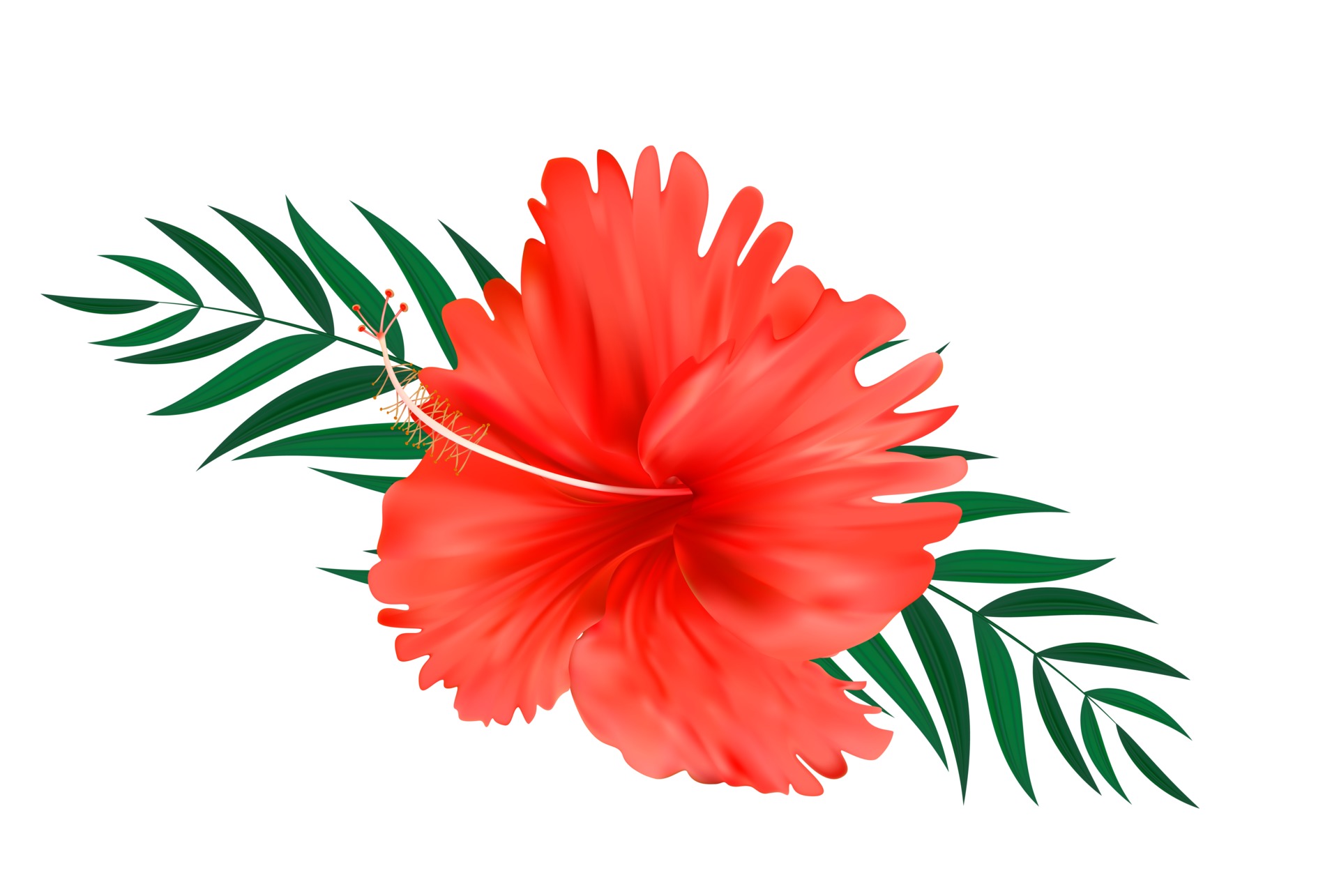 Red hibiscus flower with palm leaves isolated on white background