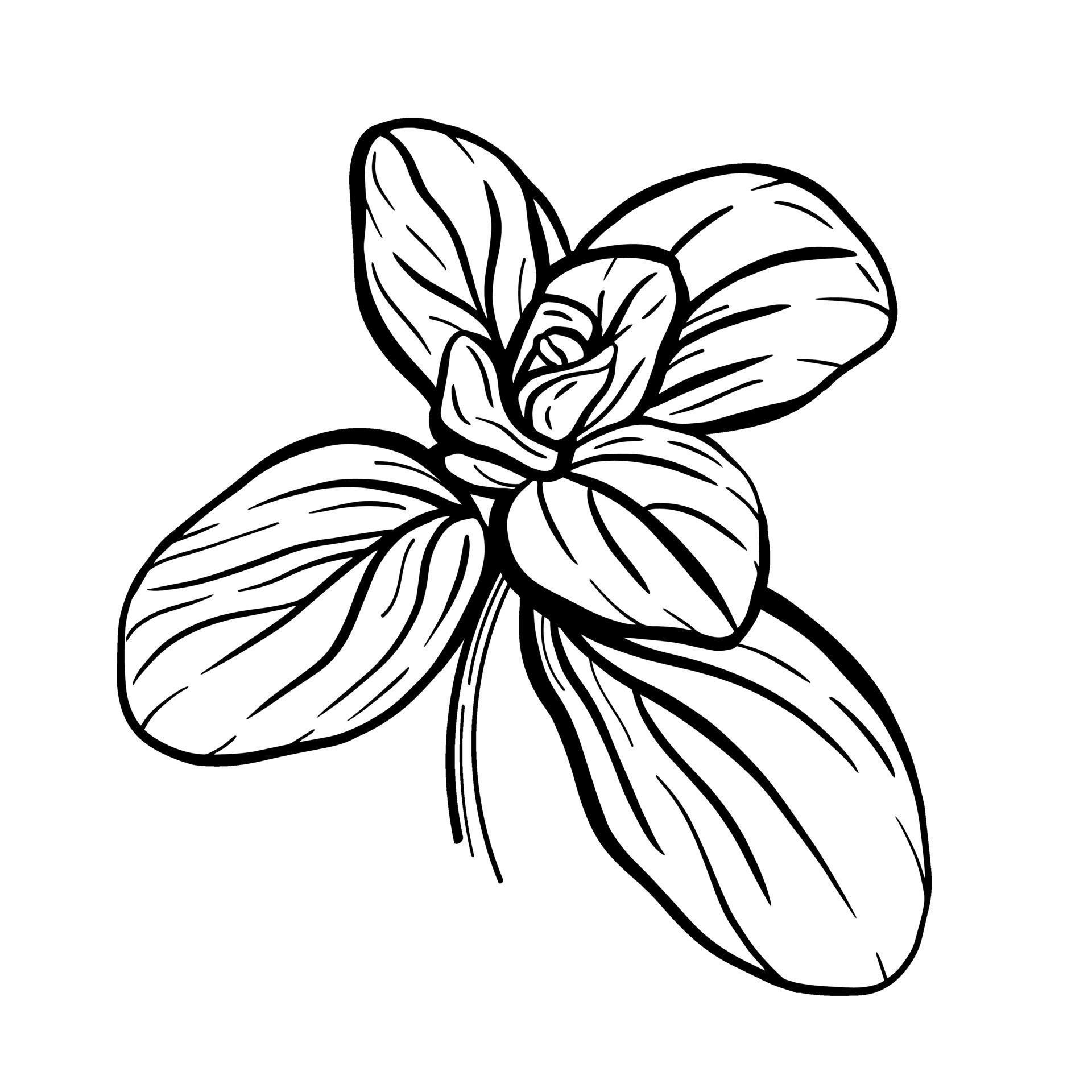 Basil leaves isolated on a white background. Italian herbs.A sprig of