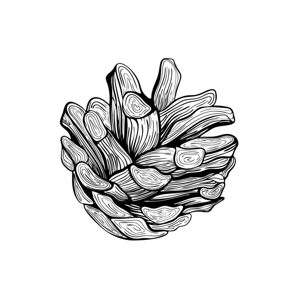 Pine cone.Christmas tree decoration. A pine cone. Hand drawn Botanical vector illustration. Design elements for invitations, holiday decor, greeting cards, prints, printing.Christmas decorations