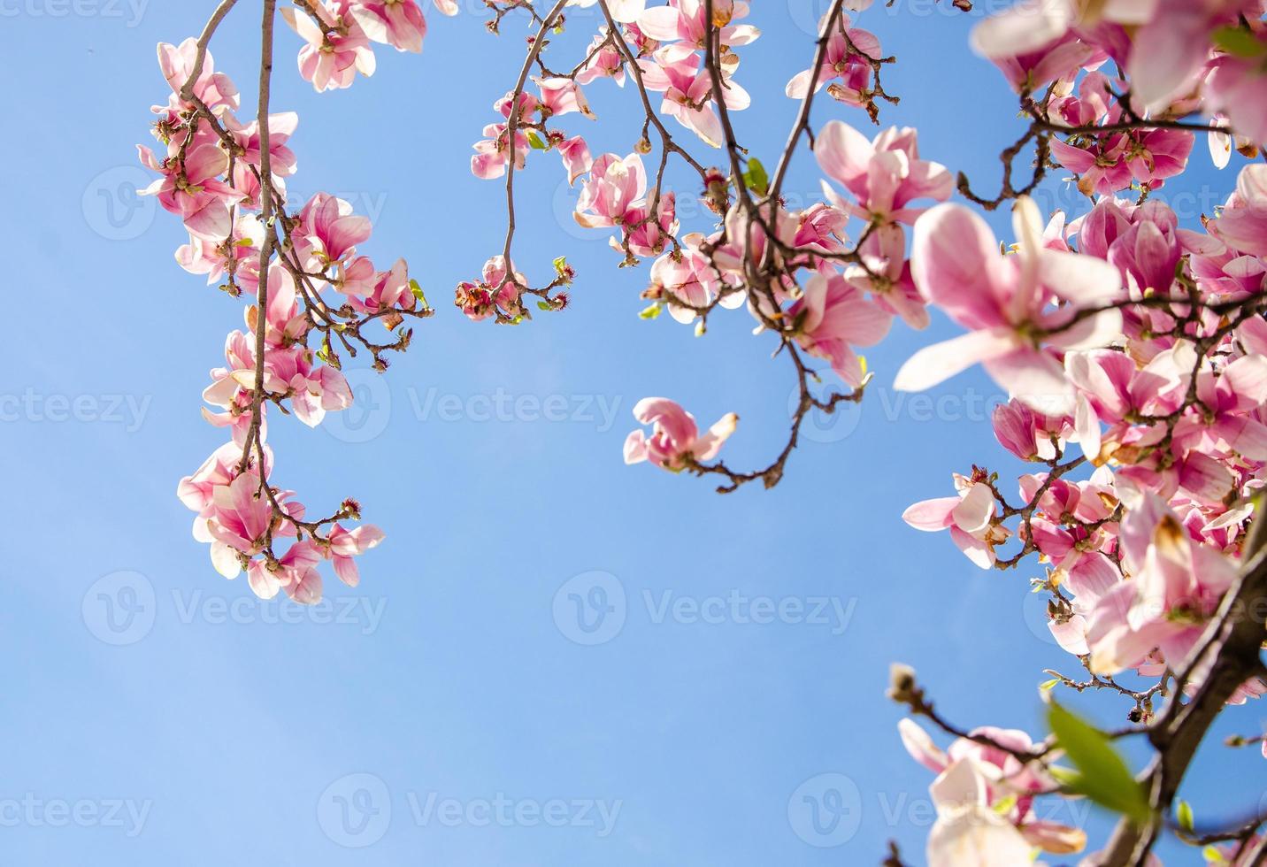 Blooming magnolia in spring flowers on a tree against a bright blue sky photo