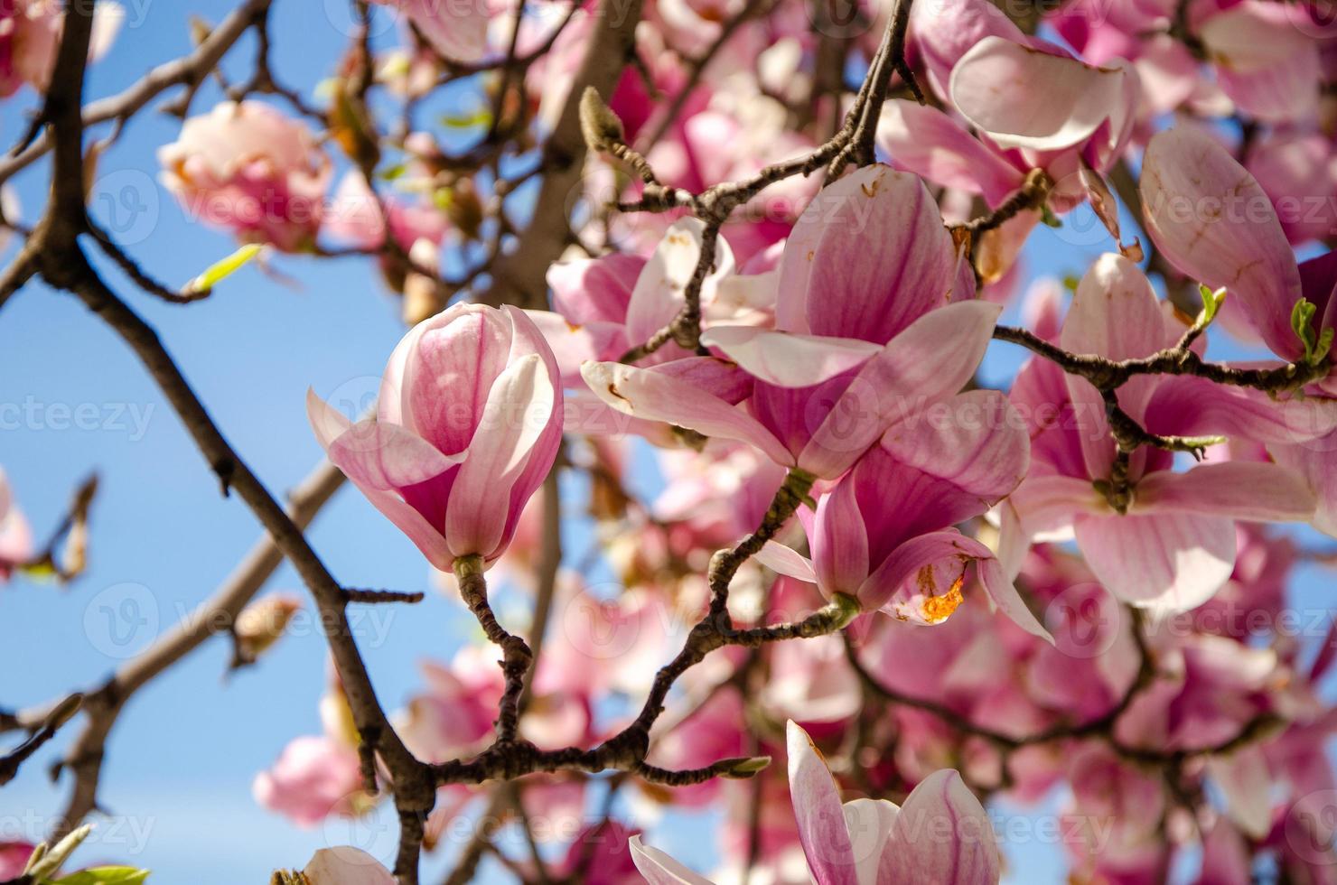 Magnolia floreciente en flores de primavera en un árbol contra un cielo azul brillante foto