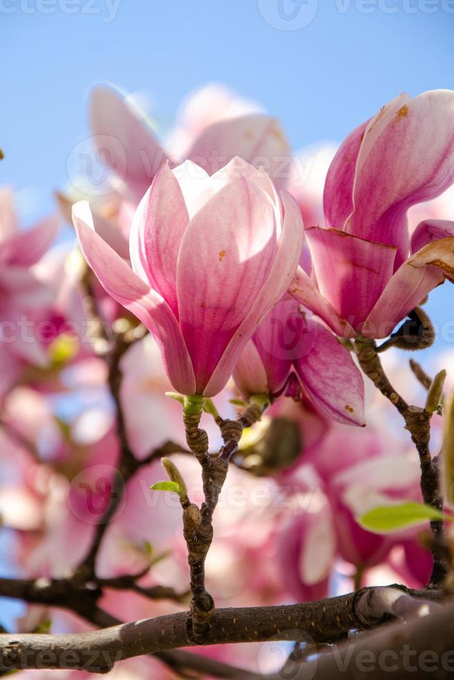 Magnolia floreciente en flores de primavera en un árbol contra un cielo azul brillante foto