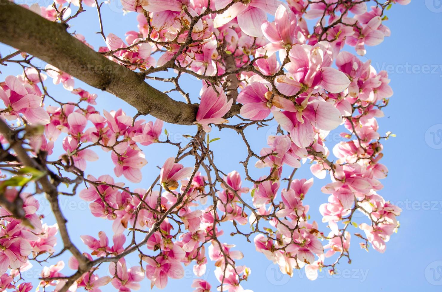 Magnolia floreciente en flores de primavera en un árbol contra un cielo azul brillante foto