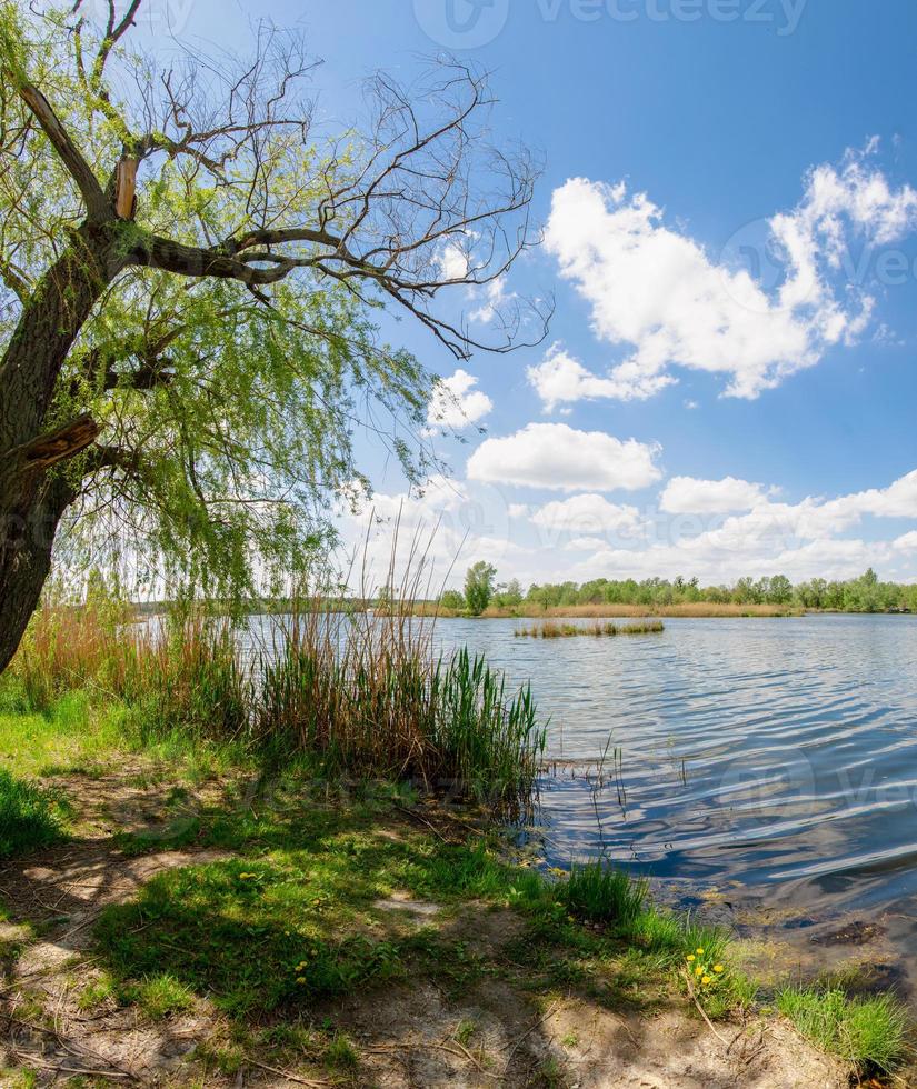 Panorama landscape on a summer day on a lake with reed trees and a blue sky with clouds photo