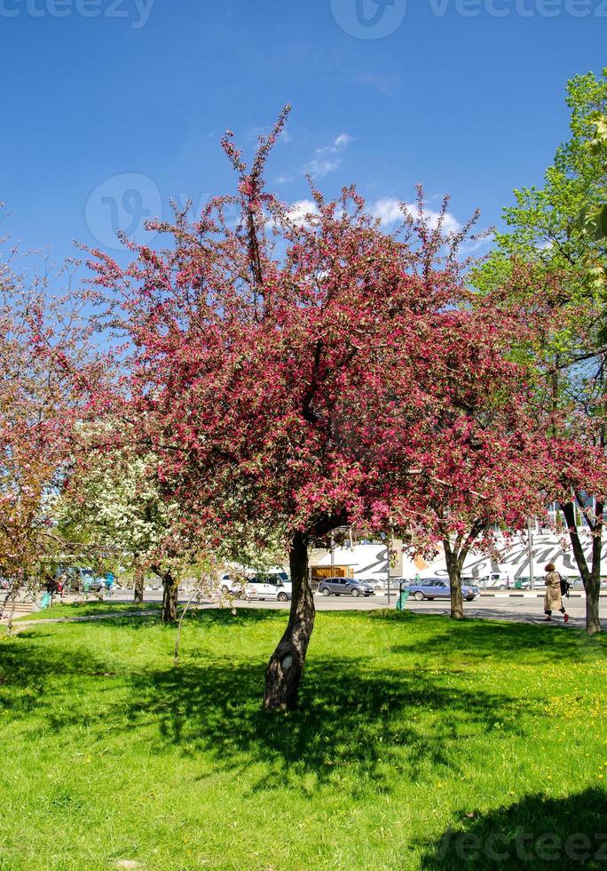 Red flowers of blooming apple tree in spring in the rays of sunlight photo