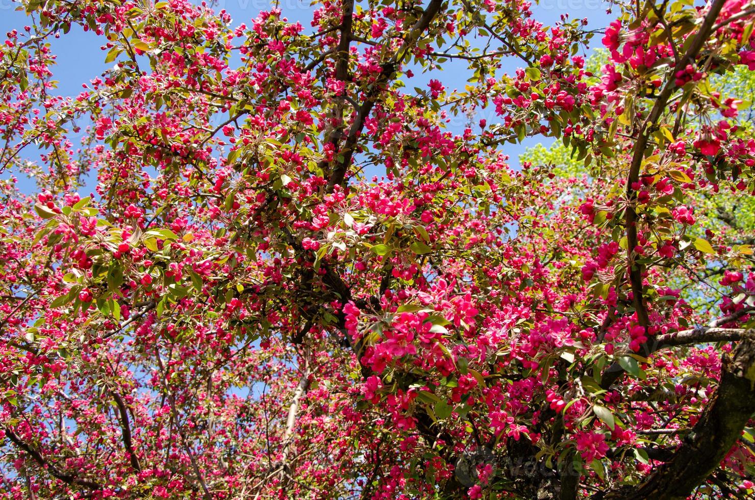 Flores rojas de manzano en flor en primavera en los rayos del sol foto