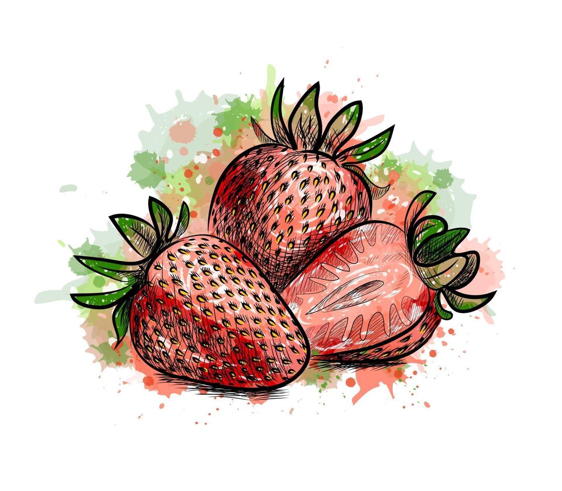 Strawberry Sweet fruit from a splash of watercolor hand drawn sketch Vector illustration of paints