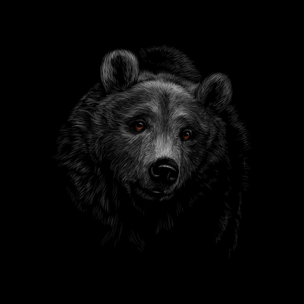 Retrato de una cabeza de oso pardo sobre una ilustración de vector de fondo negro