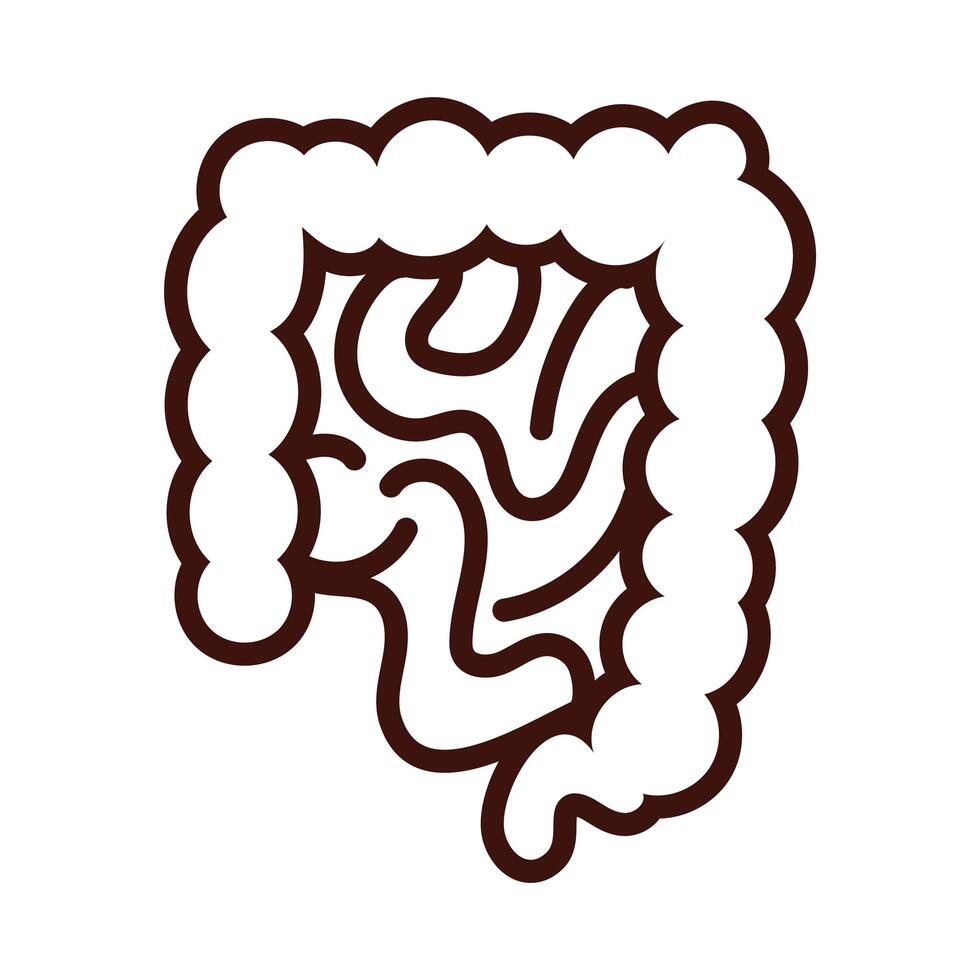 intestines human organs line style vector