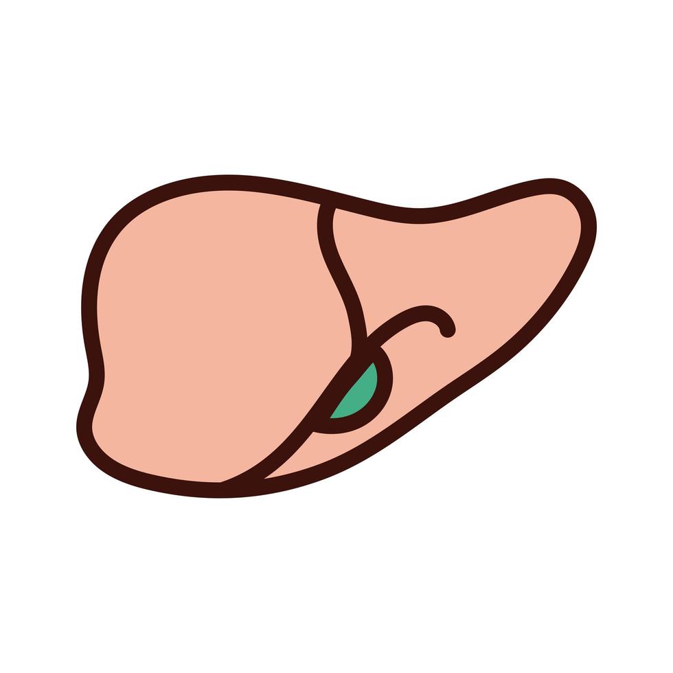 liver human organ line and fill style vector