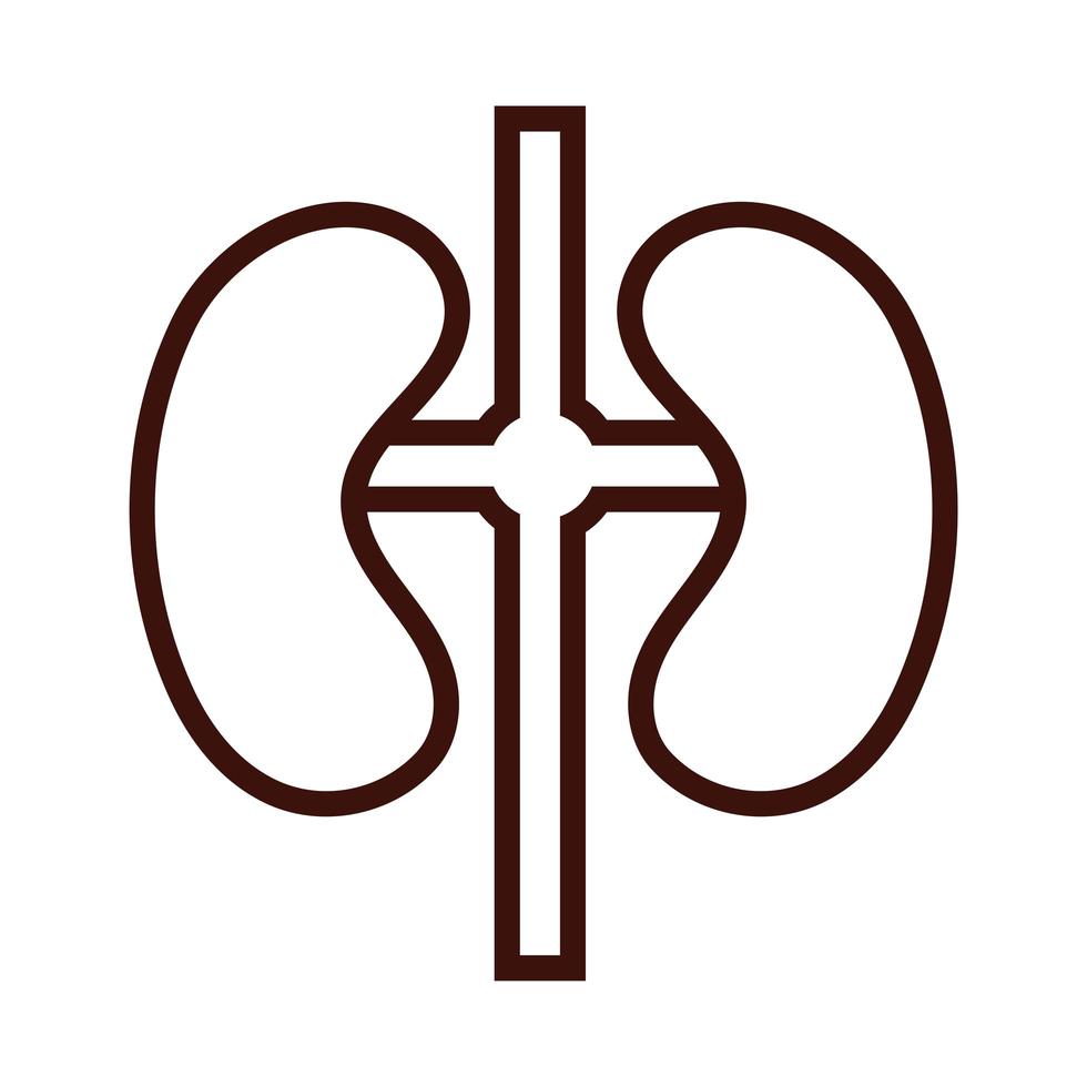 kidneys human organ line style vector
