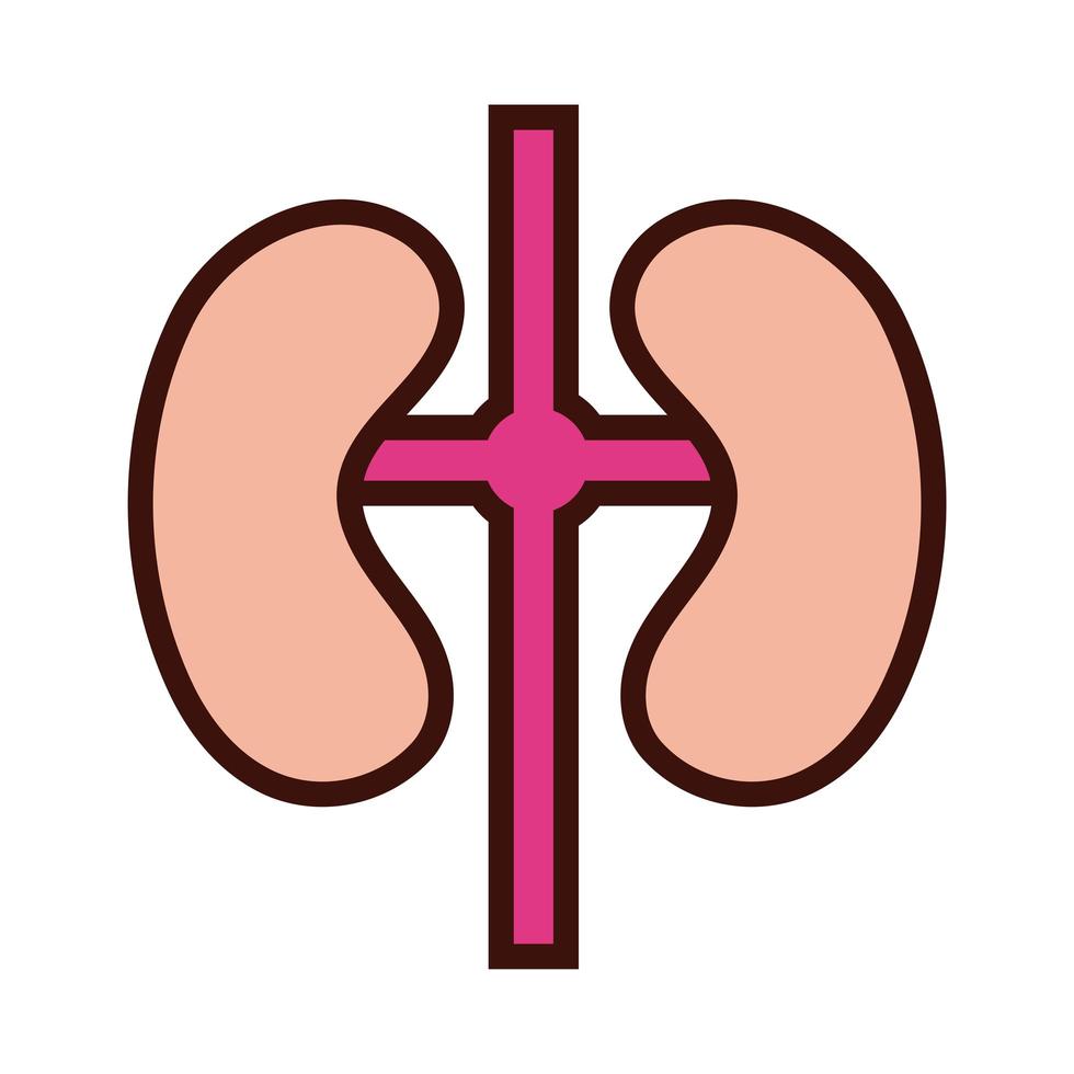 kidneys human organ line and fill style vector
