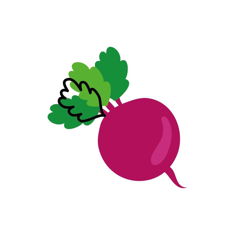 fresh beet vegetable healthy isolated icon vector
