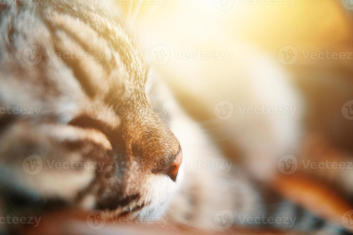 Muzzle of a gray striped domestic cat close photo