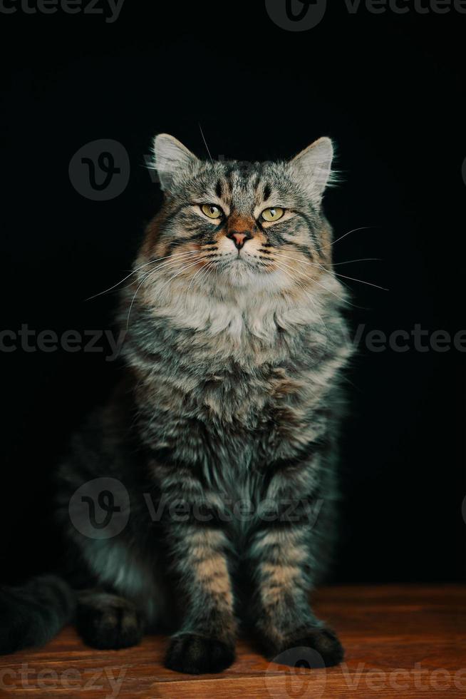 Gran gato noble con grandes patas sobre una mesa de madera foto