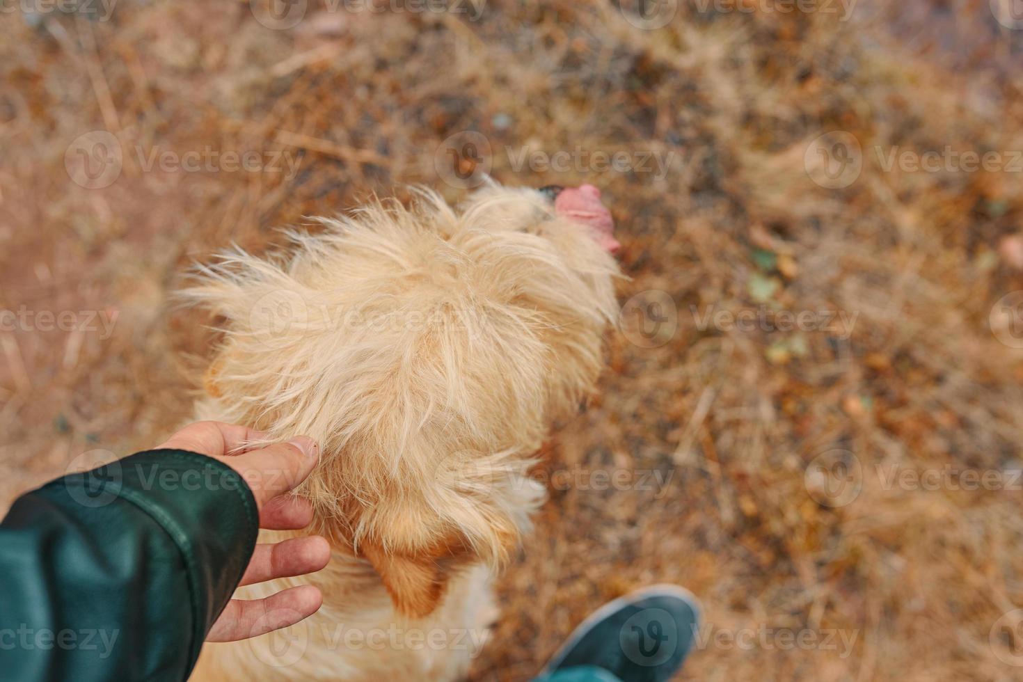 Man petting dog photo